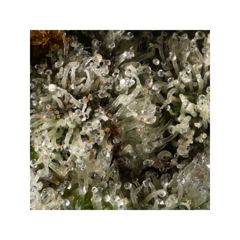 Gush Mints, Фасовка: 5, изображение 2